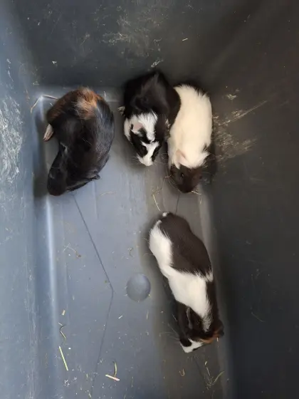 Meerschweinchen