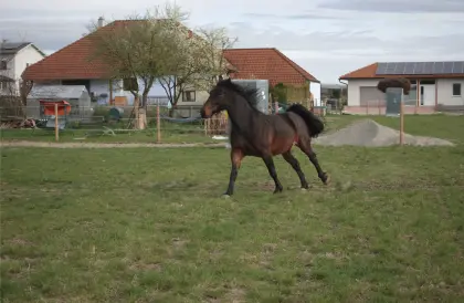 Offenstallplatz für Wallach in Kollersdorf – klein und persö