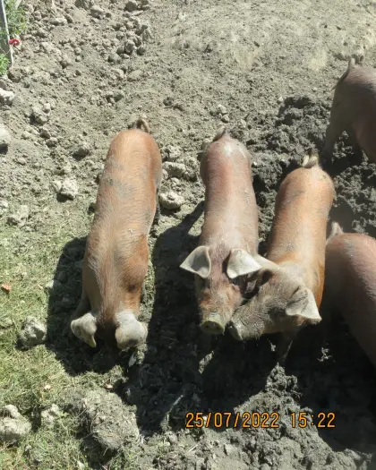 Schweinemarkt
