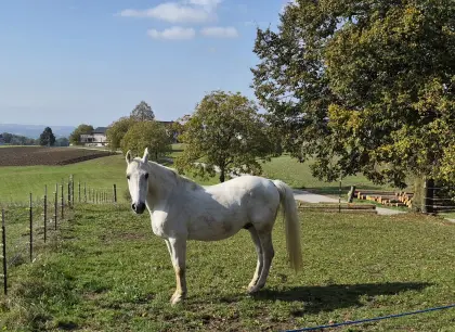 Lipizzaner-Wallach