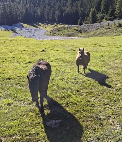 Ponys