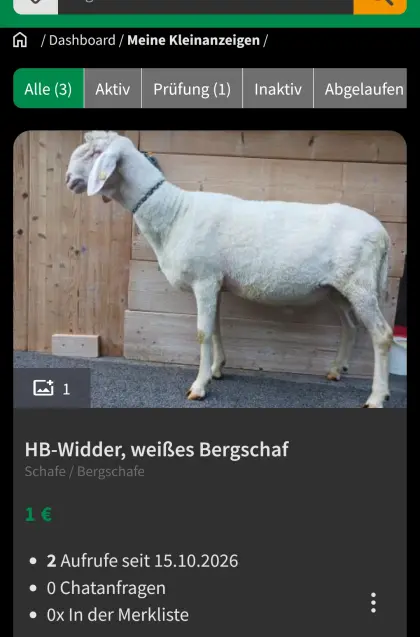 HB-Widder, weißes Bergschaf