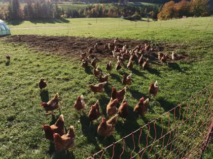 Bio-Legehennen