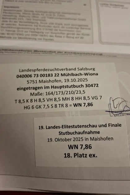 Mohrenkopfstute