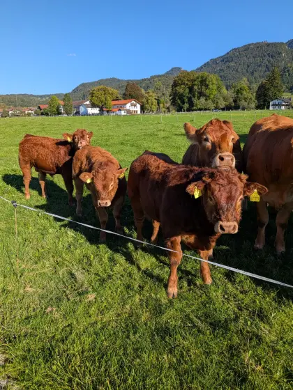 Limousin Absetzerbullen hornlos
