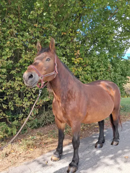 Norikerstute, Ausreitpferd