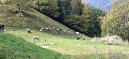 Schafe Futterlämmer