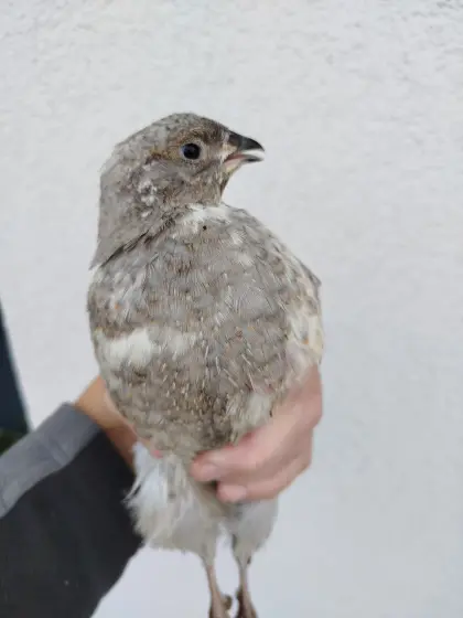 Wachtelhahn gratis