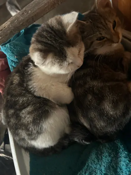 Süße Katzen zu verkaufen
