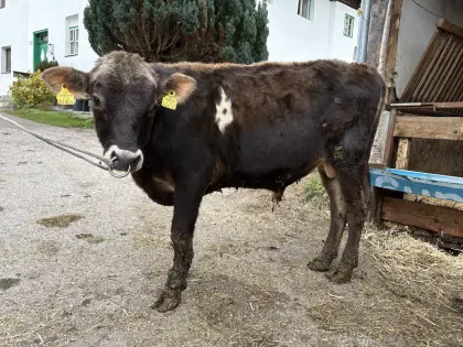 Verkaufe Jersey-Stier