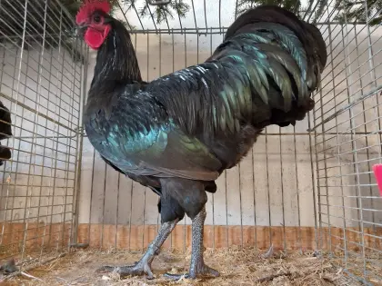 Australorps