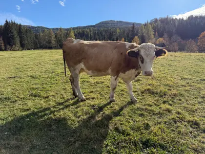 Bio Fleckvieh-Jungkuh in Milch