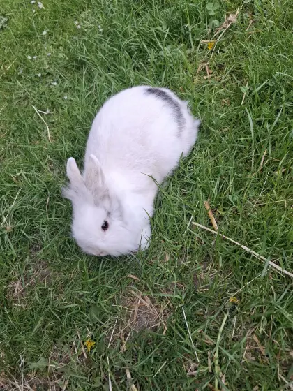 Löwenkopfkaninchen, Weibchen