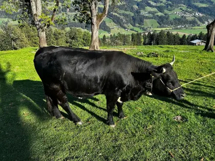 Verkaufe Tuxer-Kalbin
