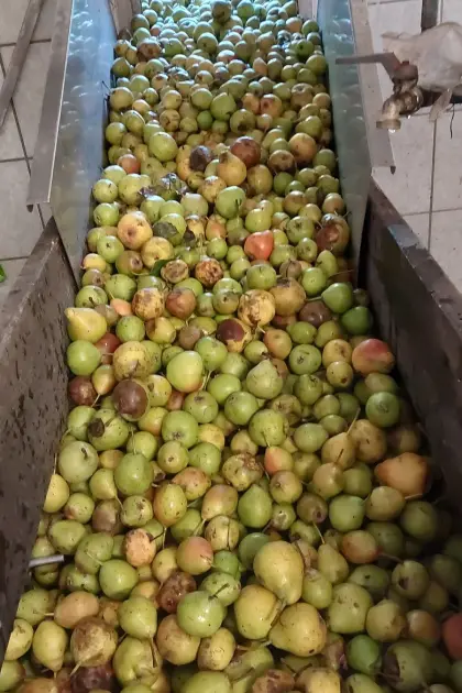 Kaufe Most-Saftäpfel