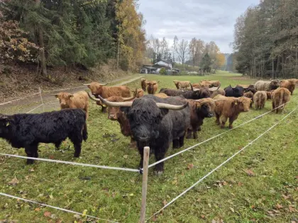 Hochlandrind-Stier
