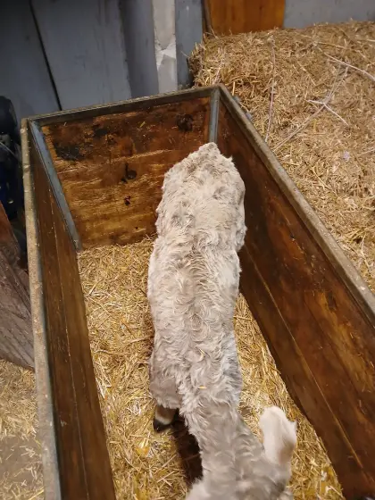 Original Braunvieh Stierkalb zu verkaufen