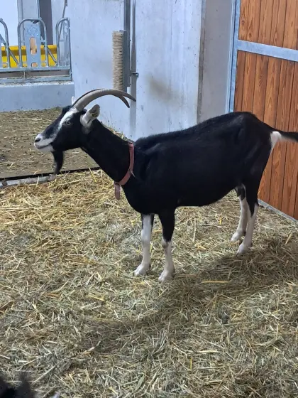 Bündner Strahlenziege