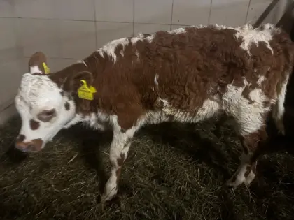 Weibliches Normande x Fleckvieh Kalb