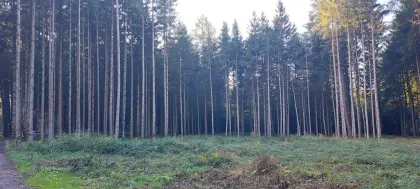 Waldgrundstück im Lkr. Traunstein