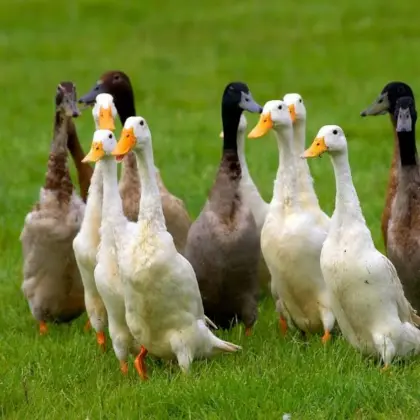 Enten