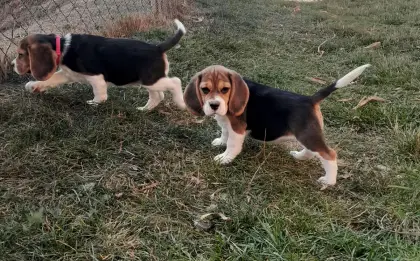 Beagle-Welpe (Weibchen) abzugeben