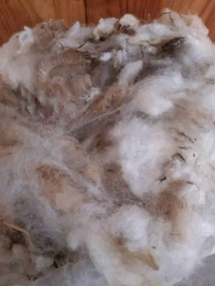 Schafwolle natur