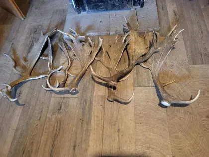 Abwurfstangen Damhirsch
