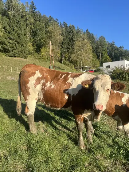 Trächtige Fleckviehkalbin