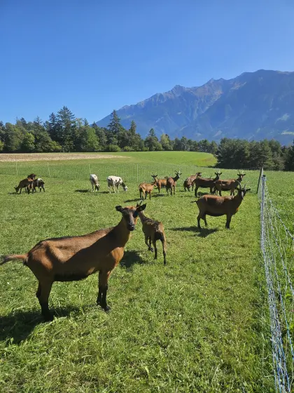 Ziegen GGZ abzugeben