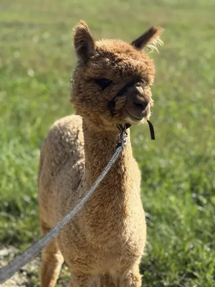 Alpaka