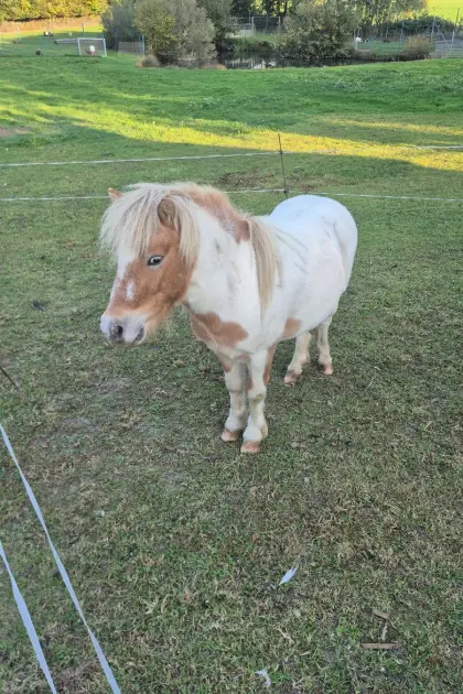 Mini-Shetlandpony
