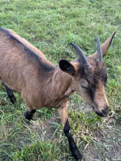 GGZ Ziege weiblich