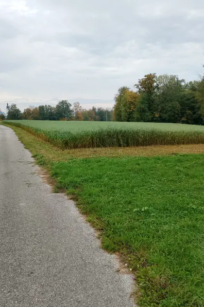 Feldfutter Silage