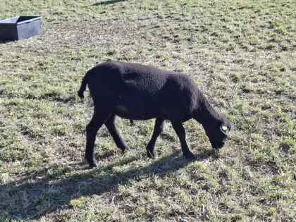 Jurawidder