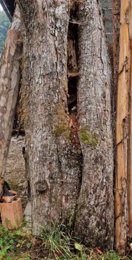 Holzstamm