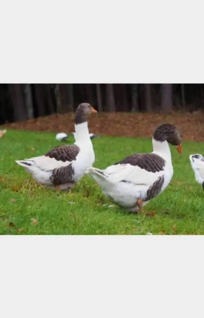 Pommernganter gescheckt