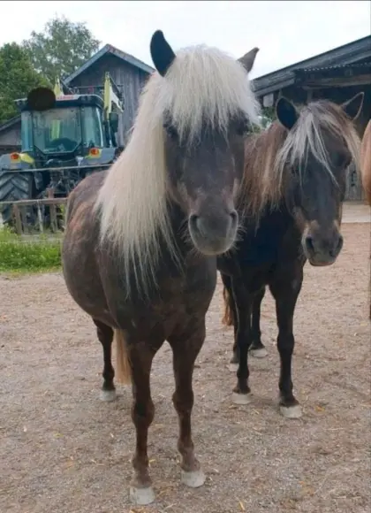 Classic Pony Wallache, Fahrpony