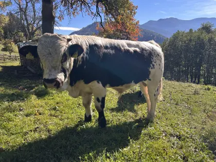 Pustertaler Sprinzen Stier, rot