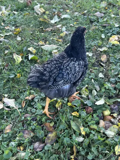 Barnevelder SSDG Junghahn, 3 Sussex Hennen