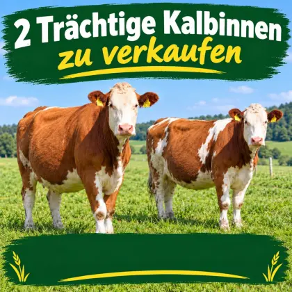 Trächtige Kalbinnen