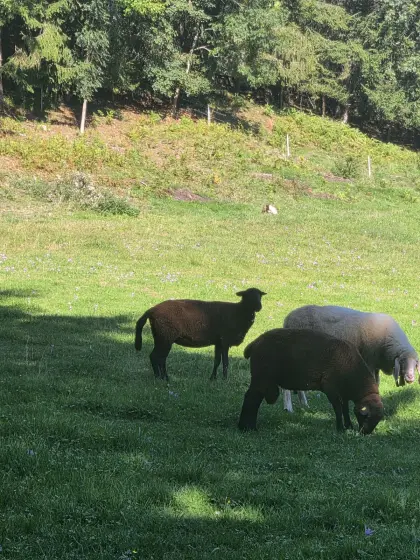 Jura-Widder und Altschaf