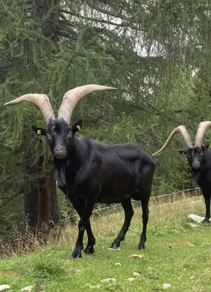 Aosta Ziegenbock