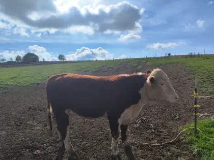 Hereford-Zuchtstier Bio