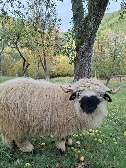 Walliser Schwarznasen-Bock Bio