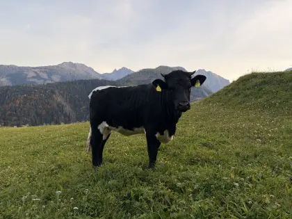 Schwarze reinrassige Pinzgauer Bio-Kalbin