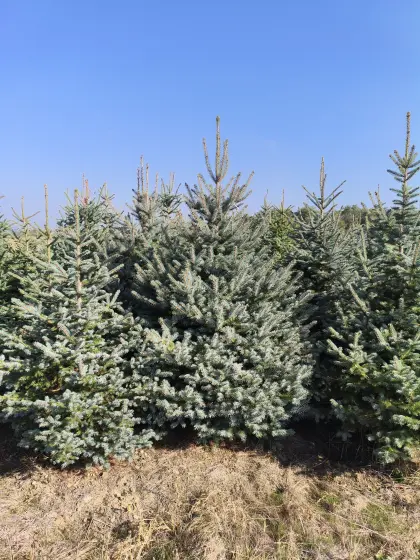 Weihnachtsbäume, Blaufichten