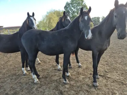 Junger Lipizzaner