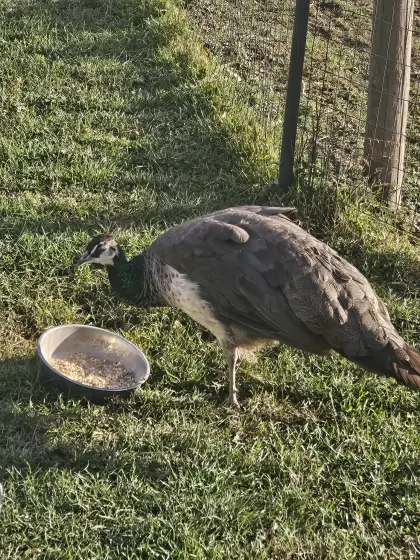 Pfau weiblich (Henne)
