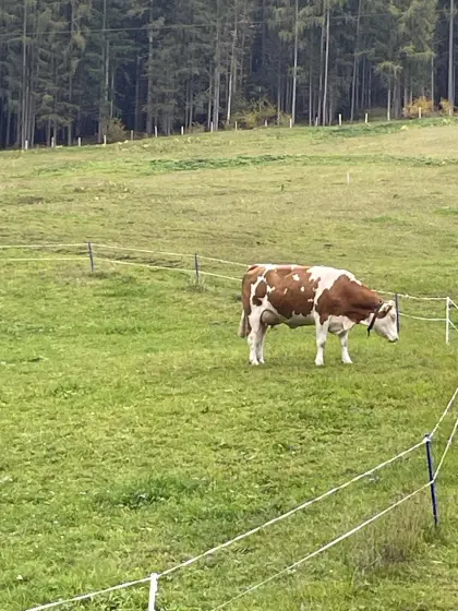 Bio-Fleckvieh-Jungkuh in Milch